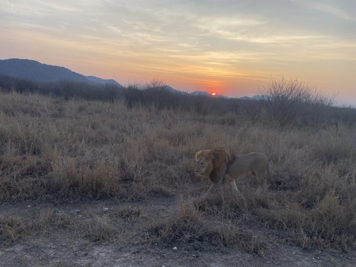 Forest of Spirit of Madikwe - Experience Africa