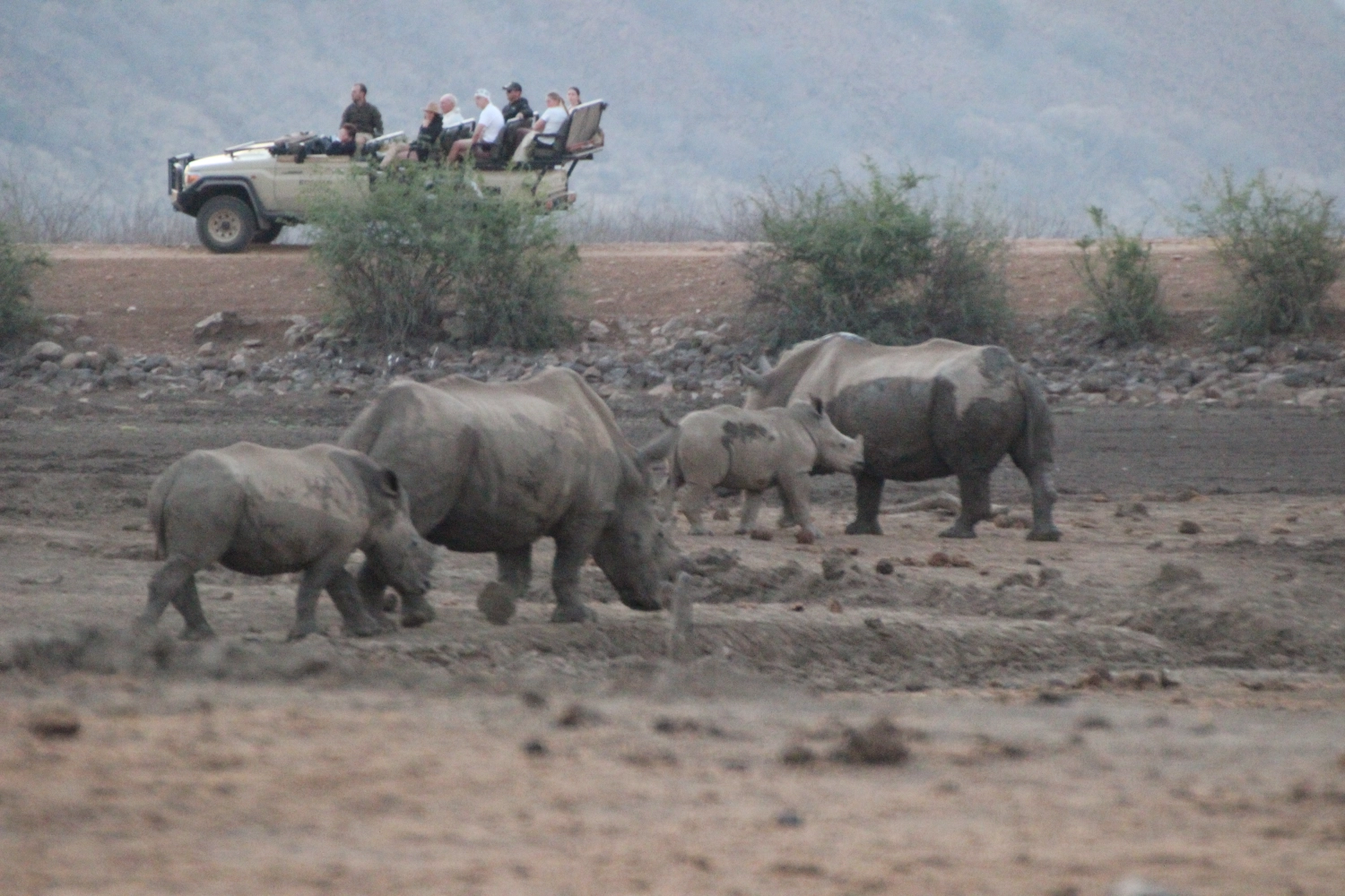 Bull from Spirit of Madikwe - Africa Experience