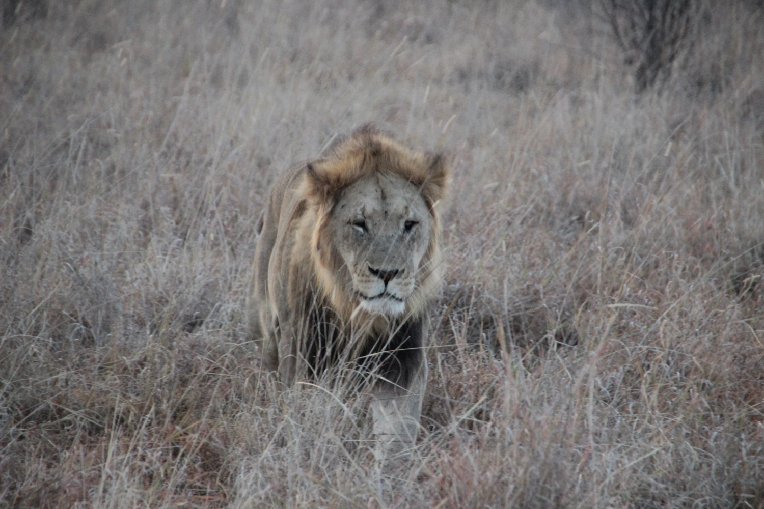 Loin from Spirit of Madikwe - Experience Africa