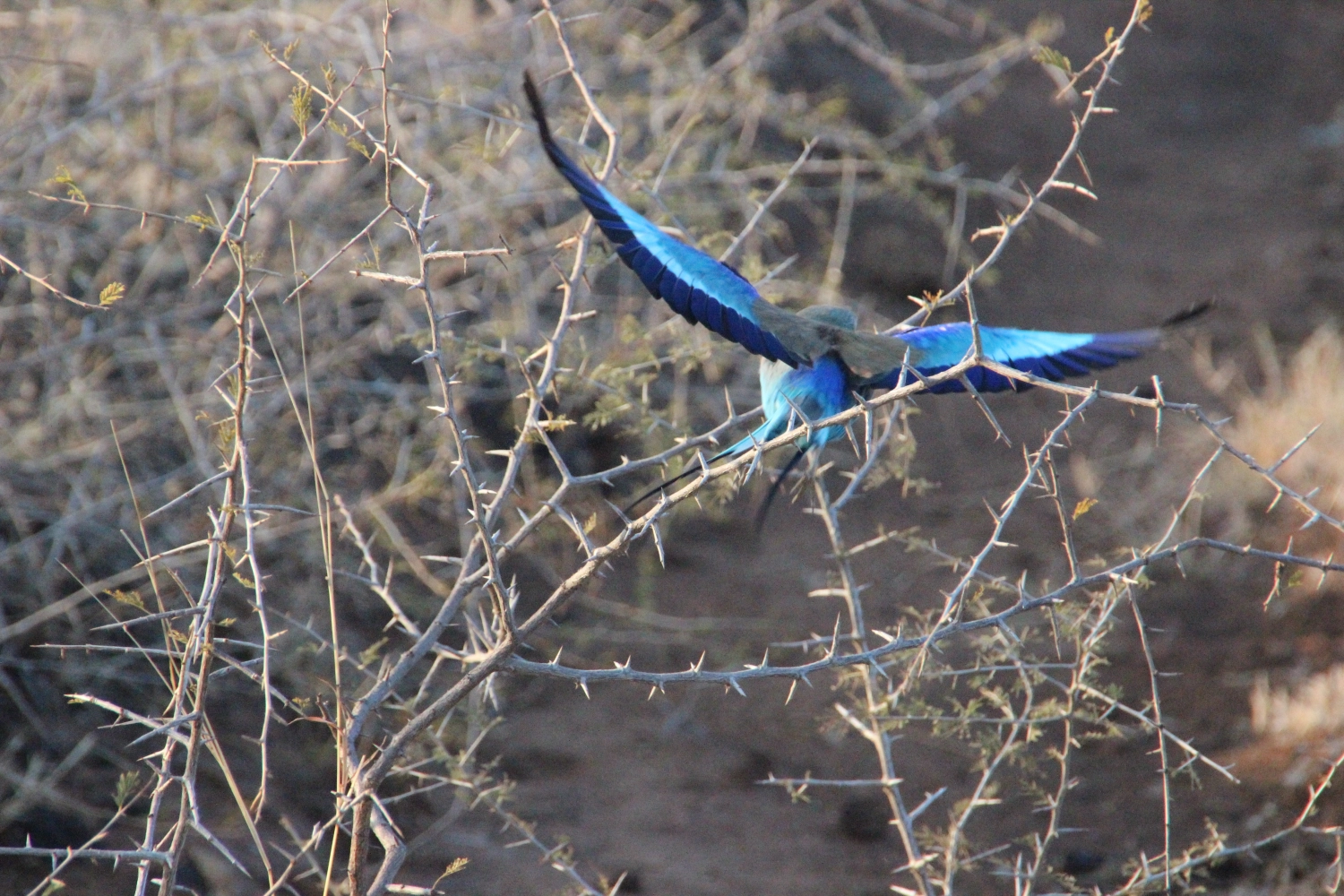 Bird from Spirit of Madikwe - Africa Experience