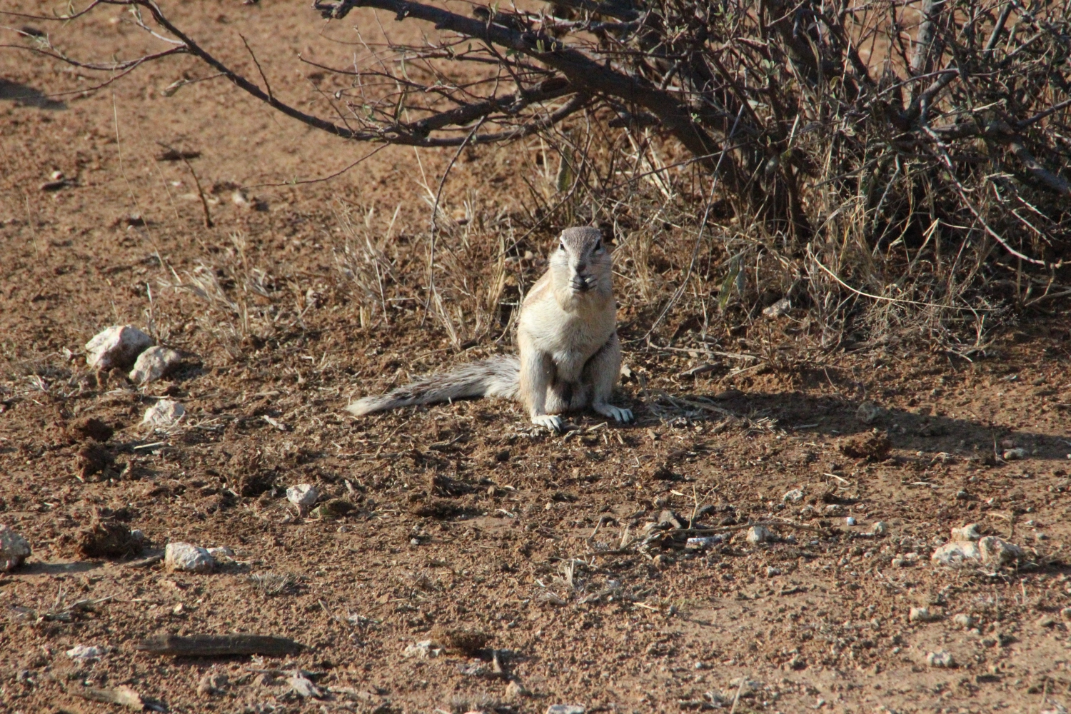 Squirrel from Spirit of Madikwe - Africa Experience