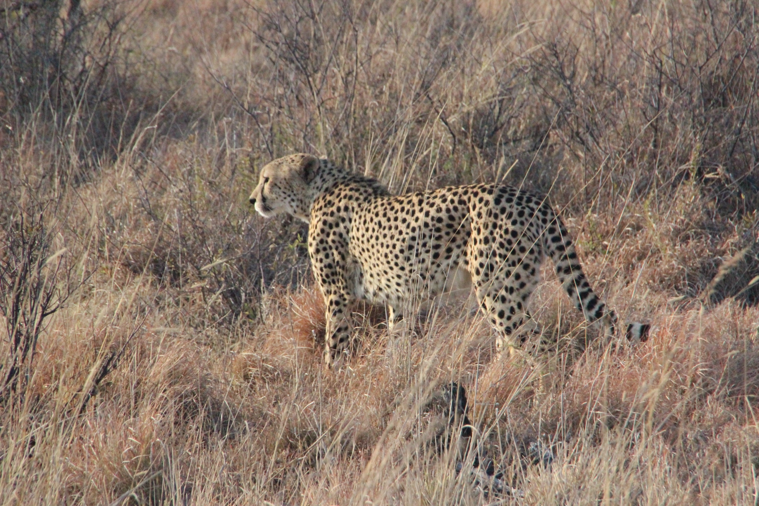 Loin from Spirit of Madikwe - Experience Africa