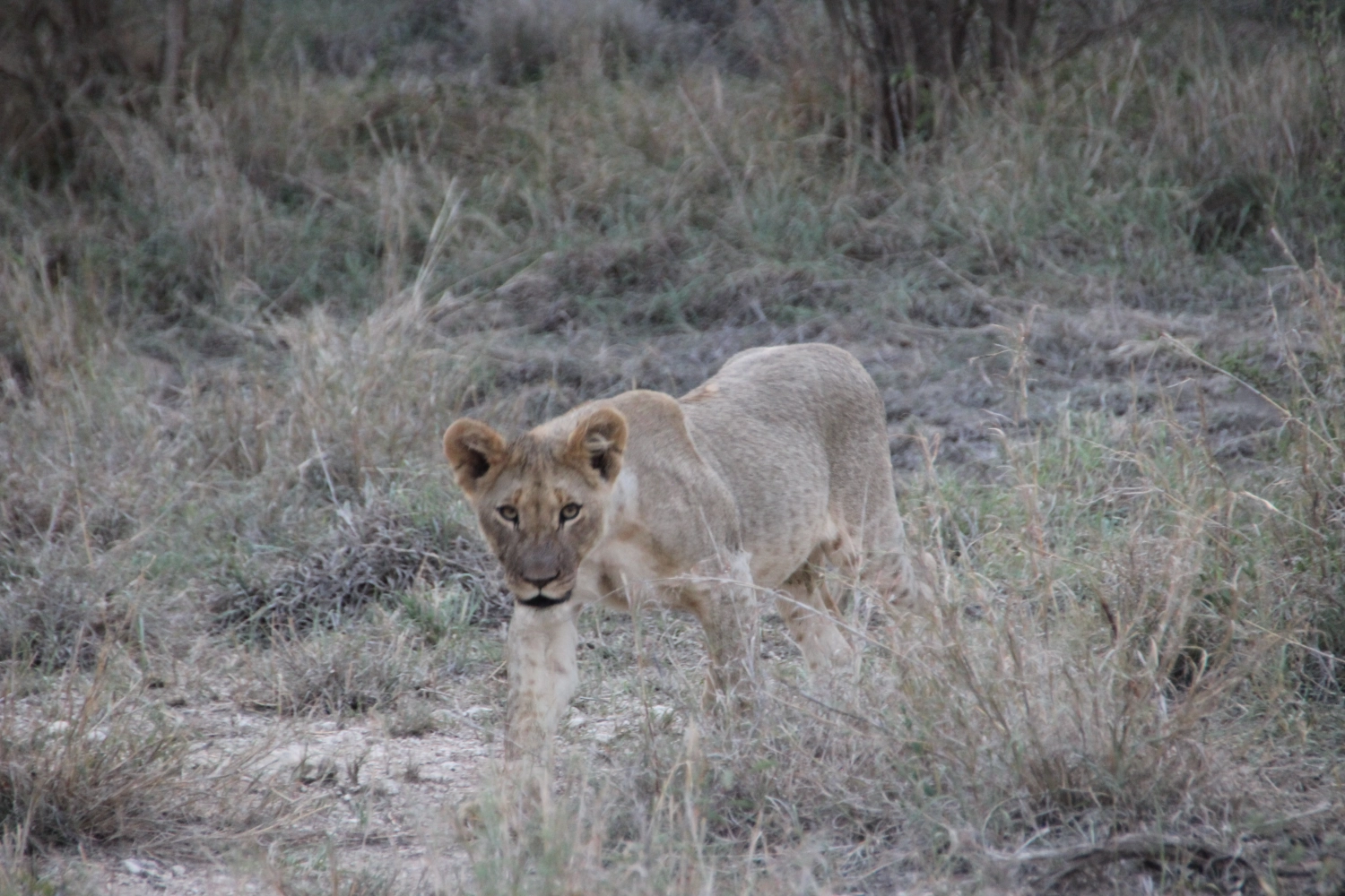 Loin from Spirit of Madikwe - Experience Africa