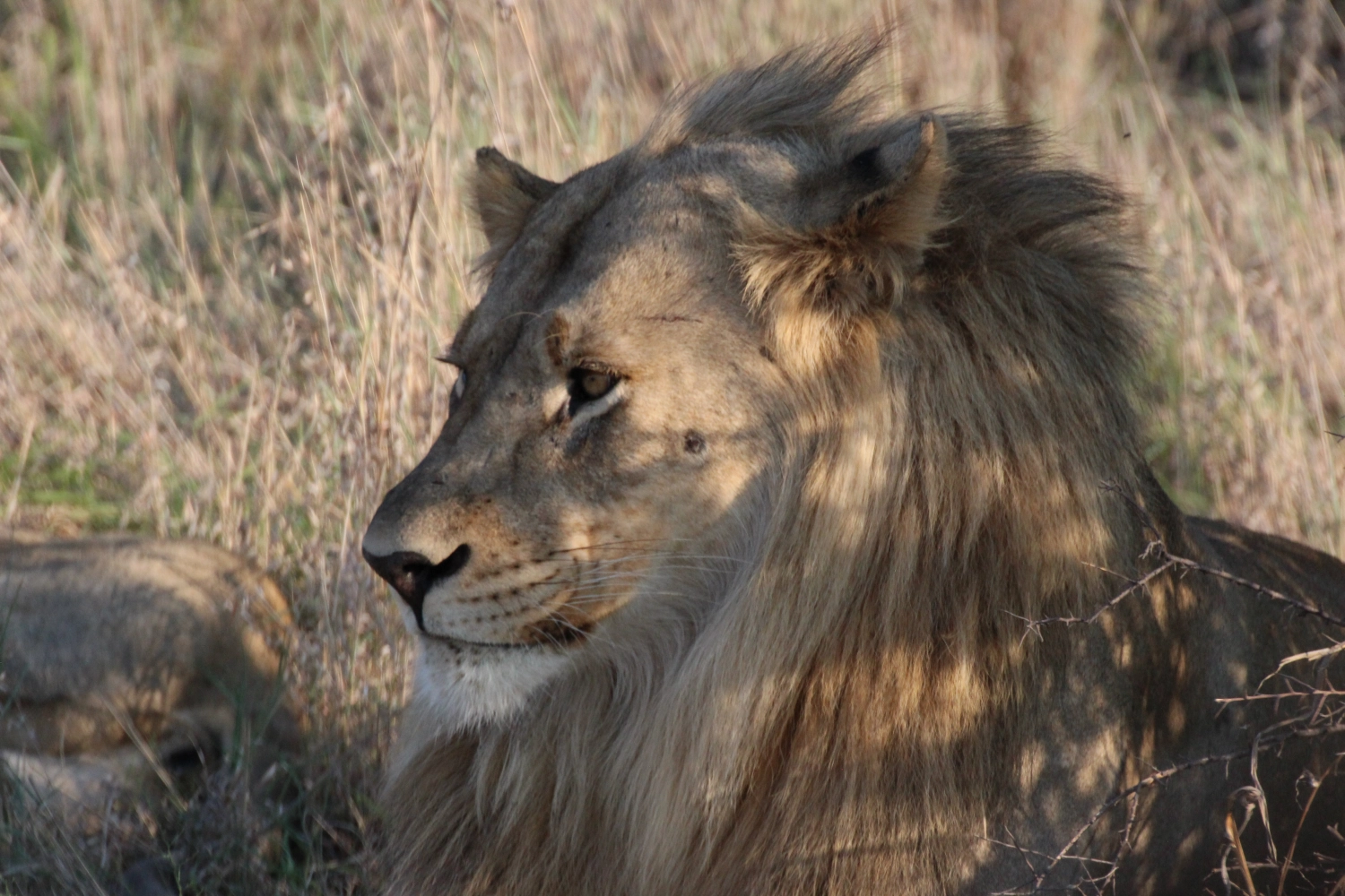 Loin from Spirit of Madikwe - Experience Africa