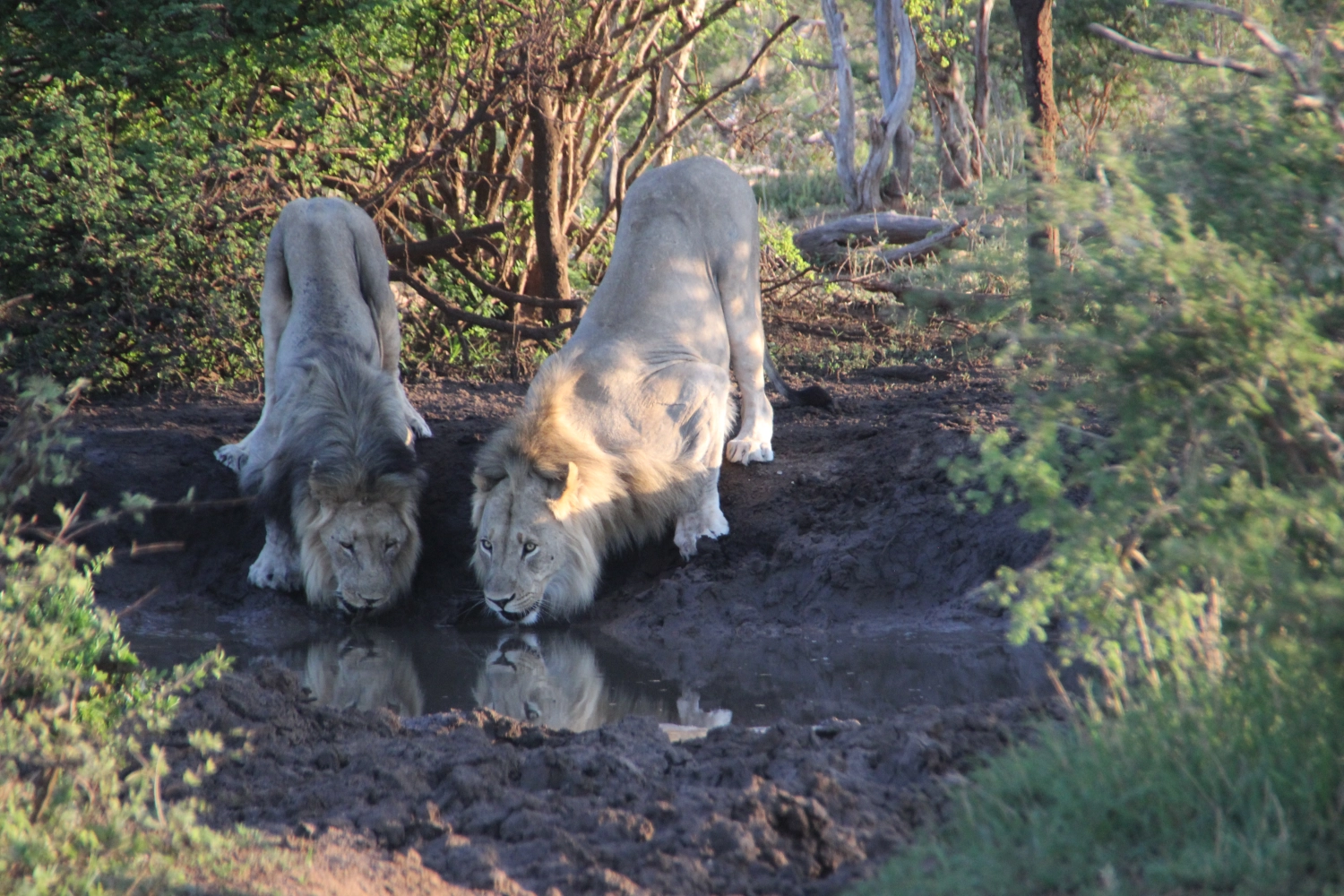 Loin from Spirit of Madikwe - Experience Africa