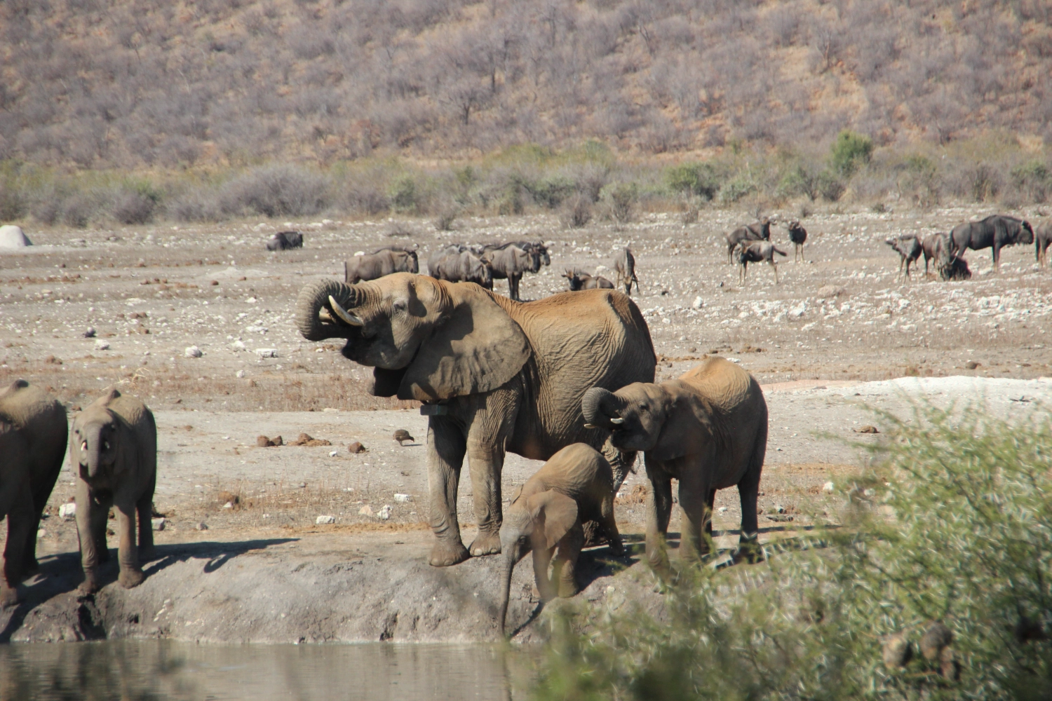 Elephants from Spirit of Madikwe - Experience Africa