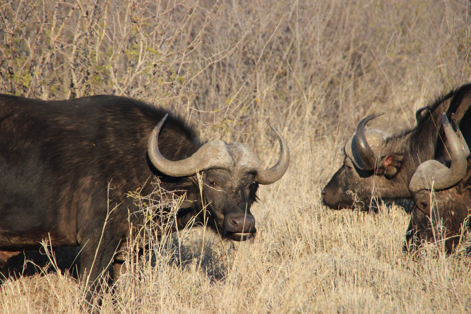 Cow from Spirit of Madikwe - Africa Experience