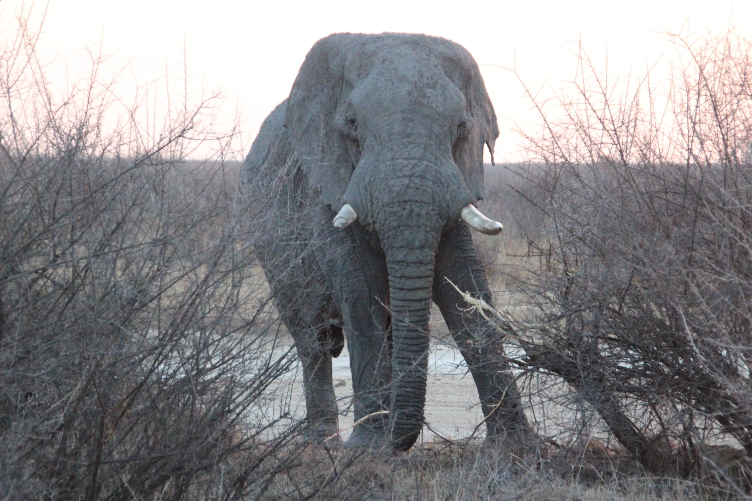 Elephants from Spirit of Madikwe - Experience Africa