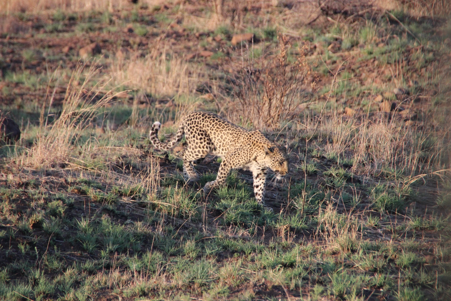 Loin from Spirit of Madikwe - Experience Africa