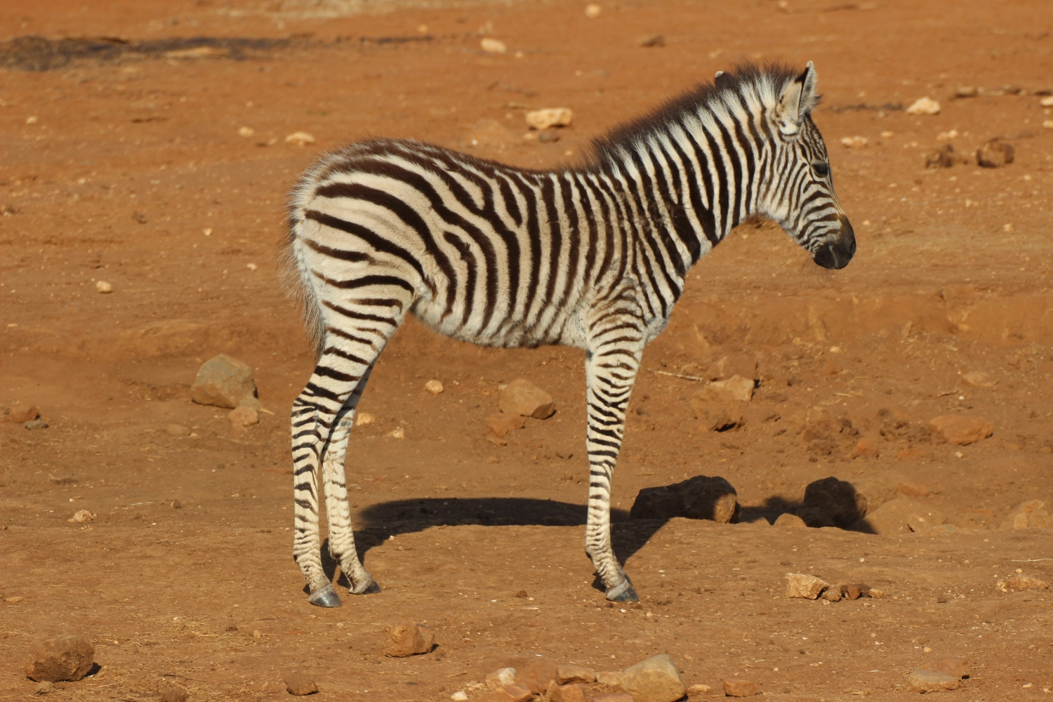 Zebra from Spirit of Madikwe - Africa Experience