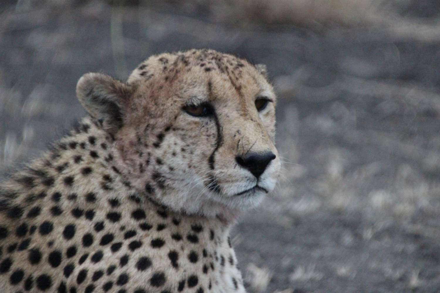 Loin from Spirit of Madikwe - Experience Africa
