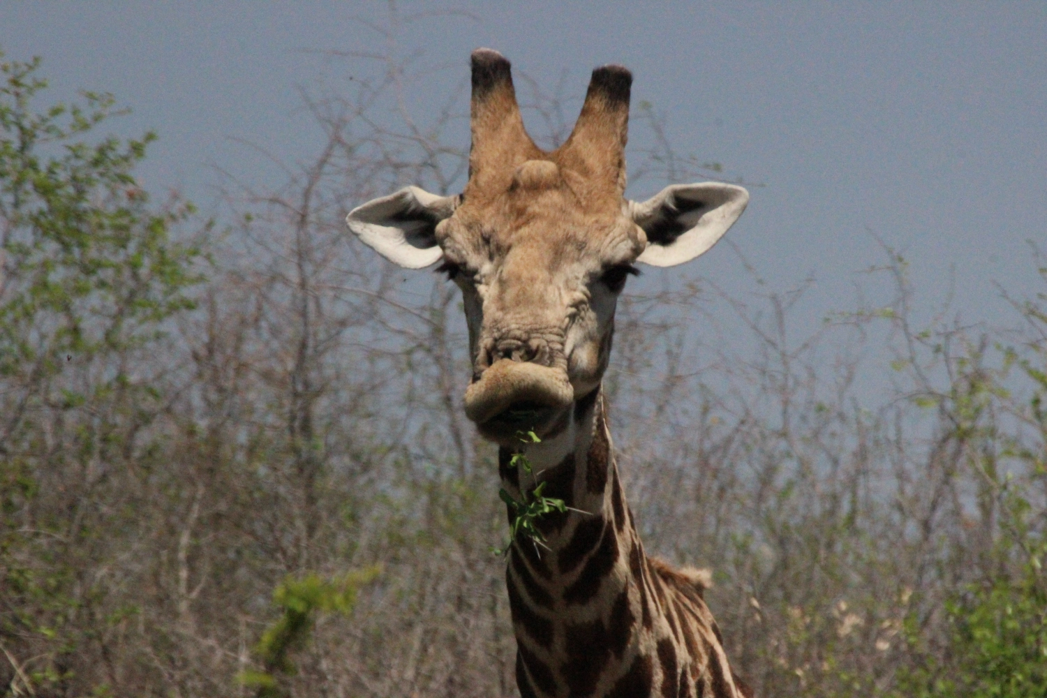 Giraffe from Spirit of Madikwe - Africa Experience